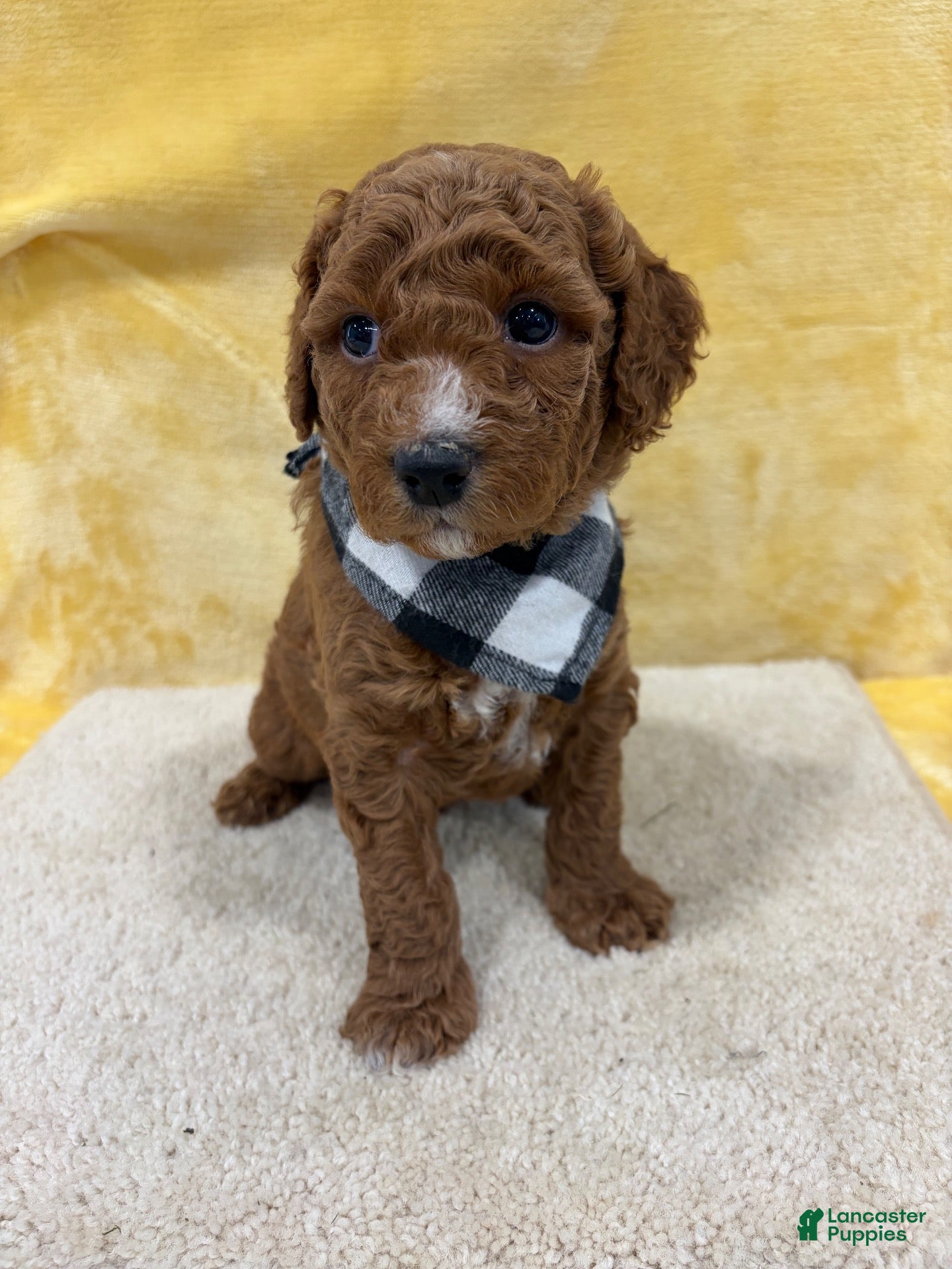 Mini Goldendoodle dogs Otto - Ad 1