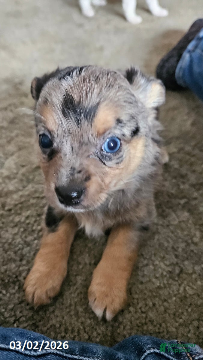 Mixed Breed dogs Siggy - Ad 2