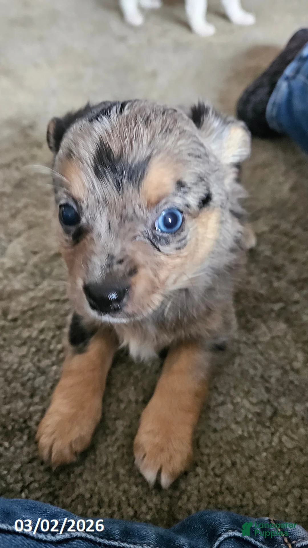 Mixed Breed dogs for sale: Siggy - Ad 2