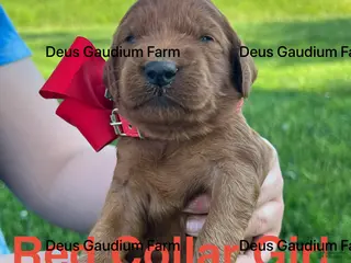 Irish Doodle dogs for sale: Rosie - Ad 4