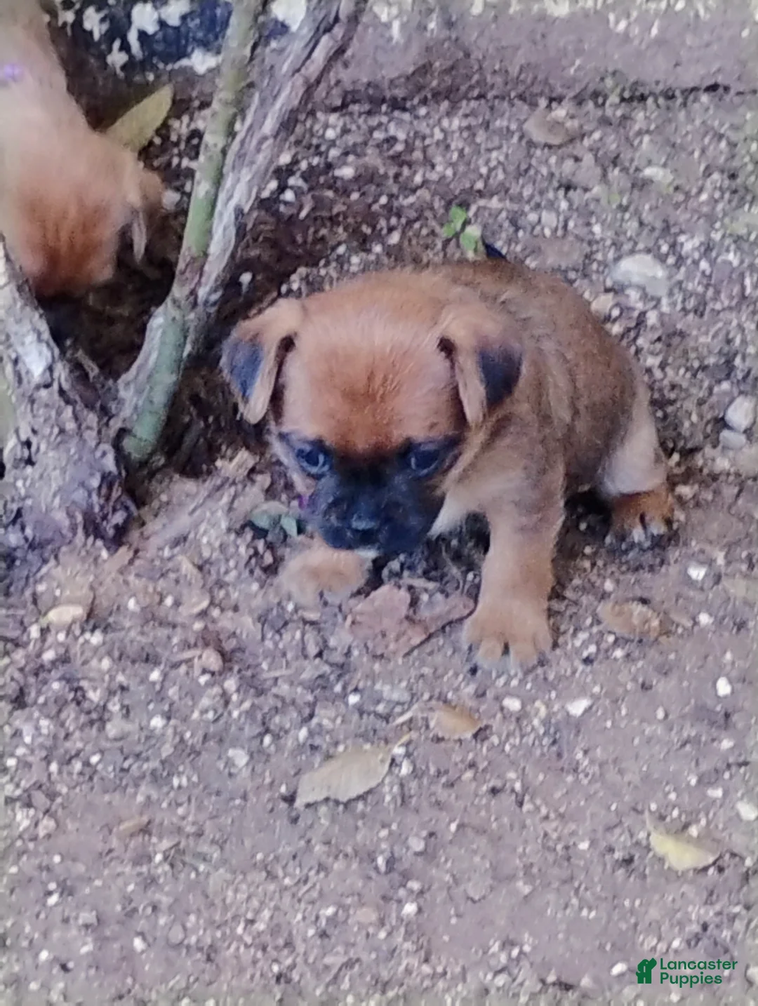 Mixed Breed dogs for sale: Mixed Breed 2 - Ad 1