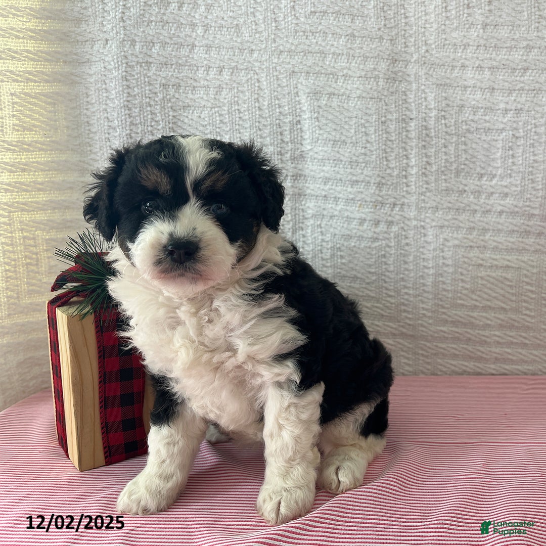 Mini Aussiedoodle dogs for sale: Mia  - Ad 4