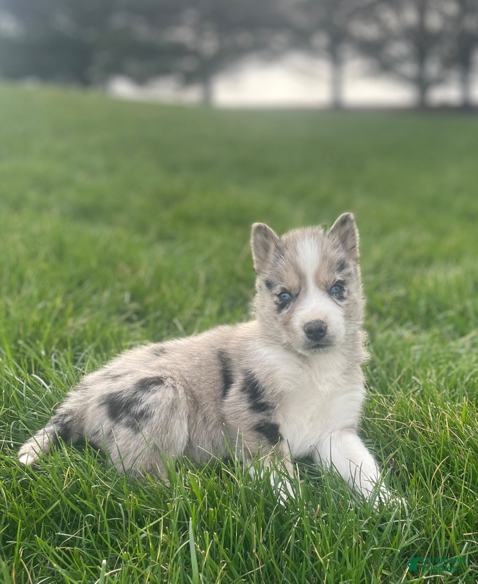 Gerberian Shepsky dogs Chief - Ad 1