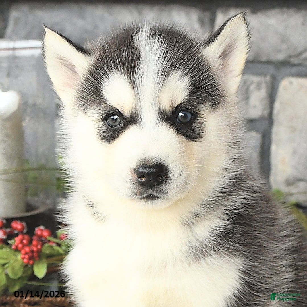 Siberian Husky dogs for sale: Gulliver - Ad 4