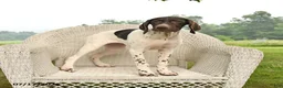 German Shorthaired Pointer dogs for sale: Gem  - Ad 5