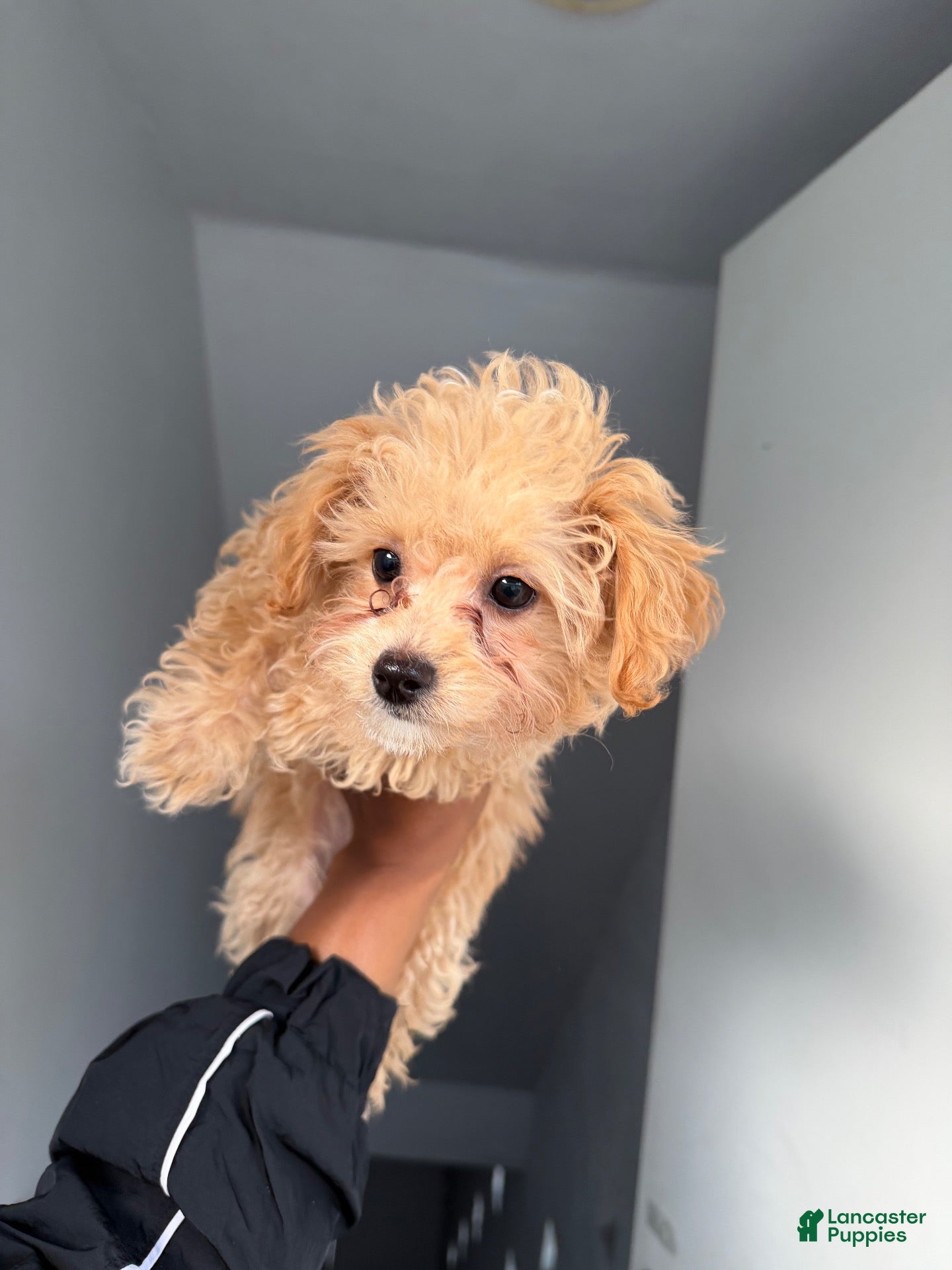 Bichpoo dogs for sale: Birthday  - Ad 1