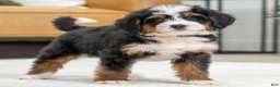 Mini Bernedoodle dogs for sale: Higgins - Ad 1
