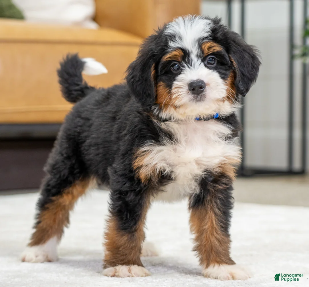 Mini Bernedoodle dogs for sale: Higgins - Ad 1
