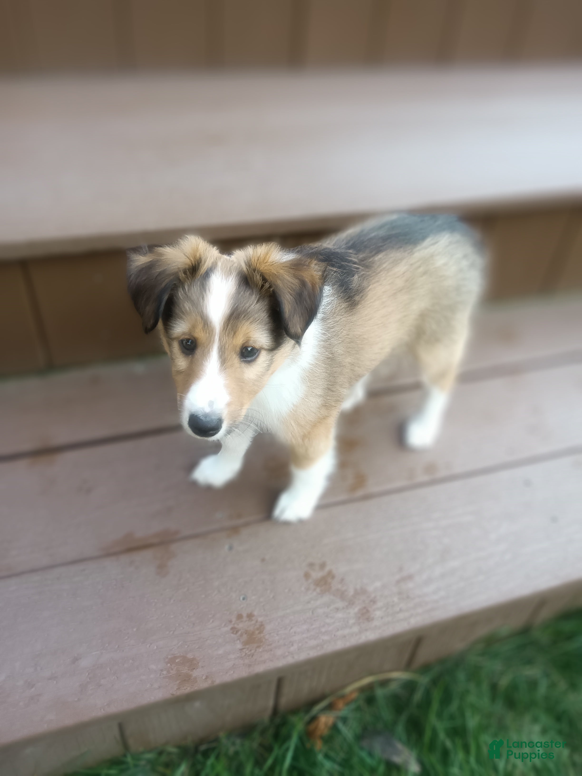 Shetland Sheepdog dogs Shetland Sheepdog 5 - Ad 2