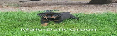 Rottweiler Male-D.Green- sold