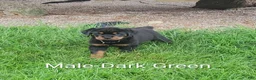 Rottweiler dogs for sale: Rottweiler Male-D.Green- sold - Ad 1