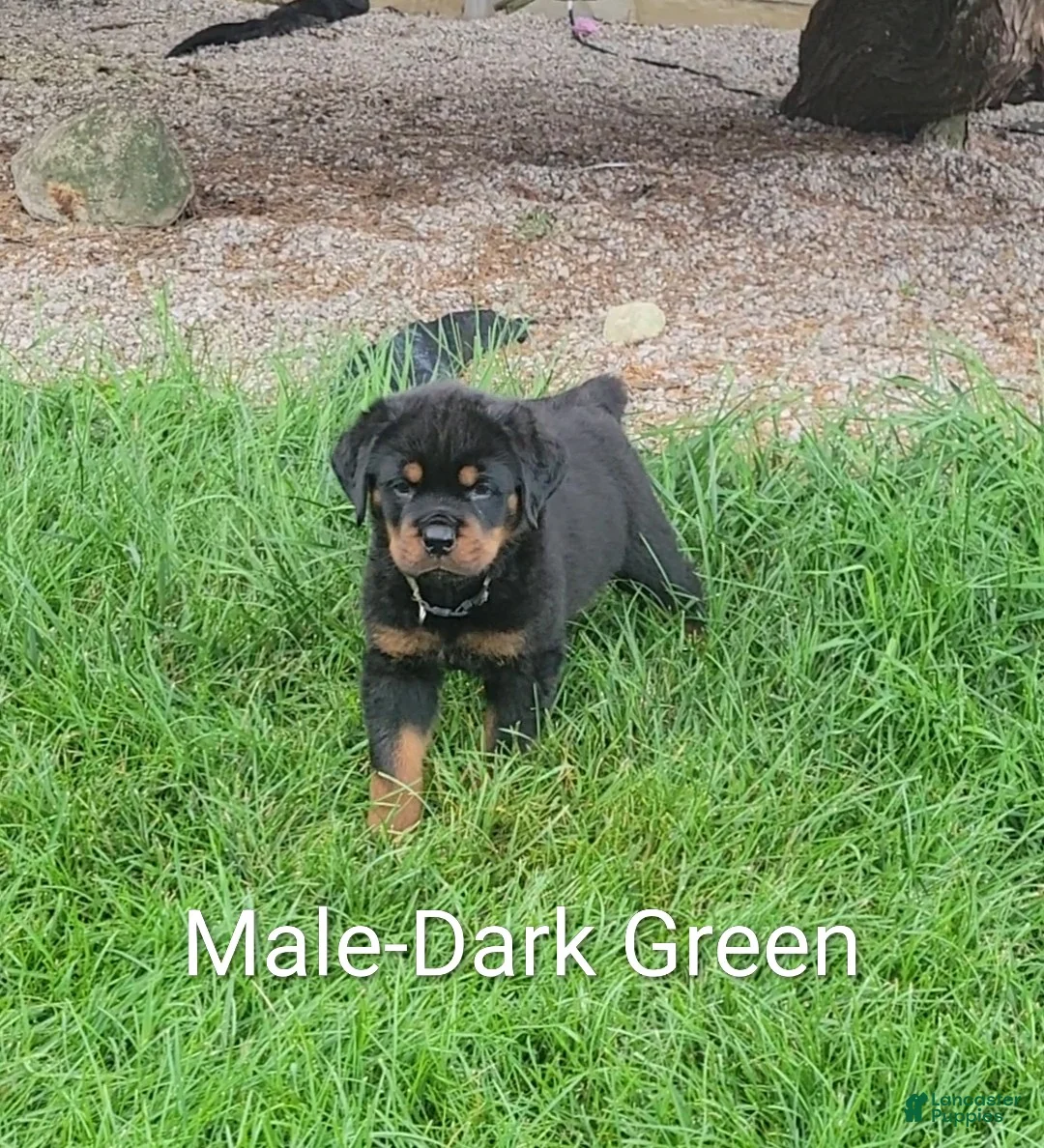 Rottweiler dogs for sale: Rottweiler Male-D.Green- sold - Ad 1
