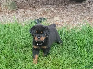 Rottweiler dogs Rottweiler Male-D.Green- sold - Ad 17