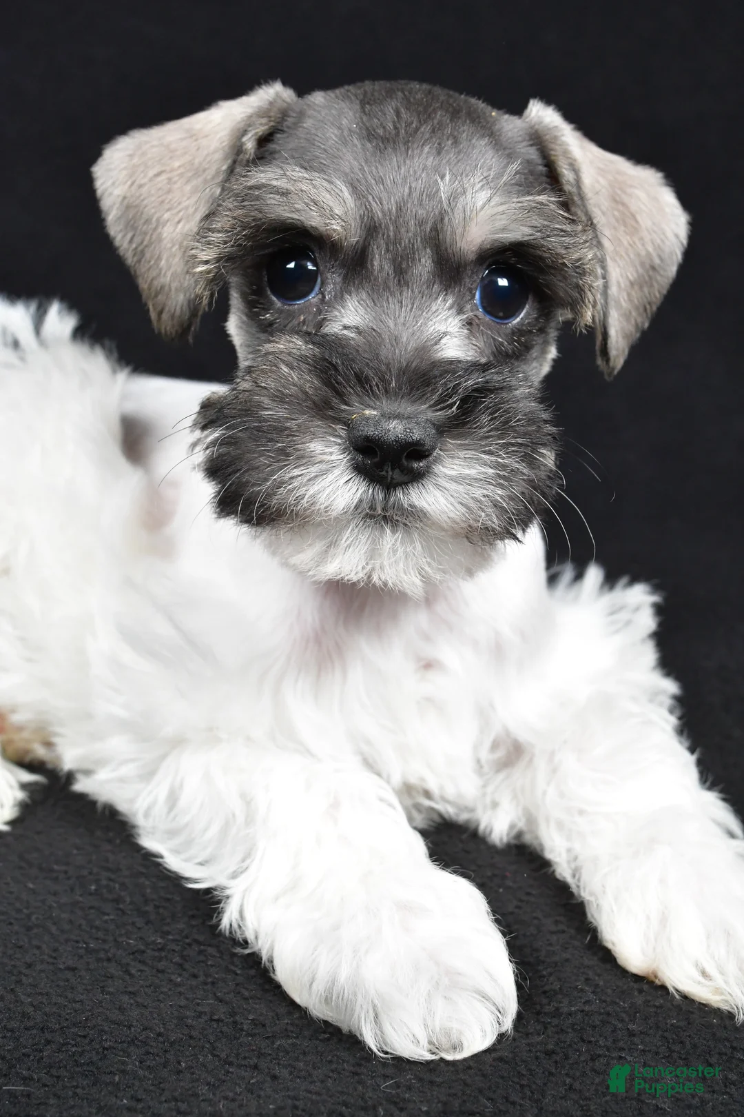 Schnoodle dogs for sale: Mysti - Ad 10