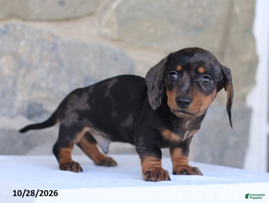 Dachshund dogs for sale: Elvis - Ad 1
