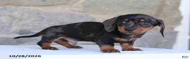 Elvis