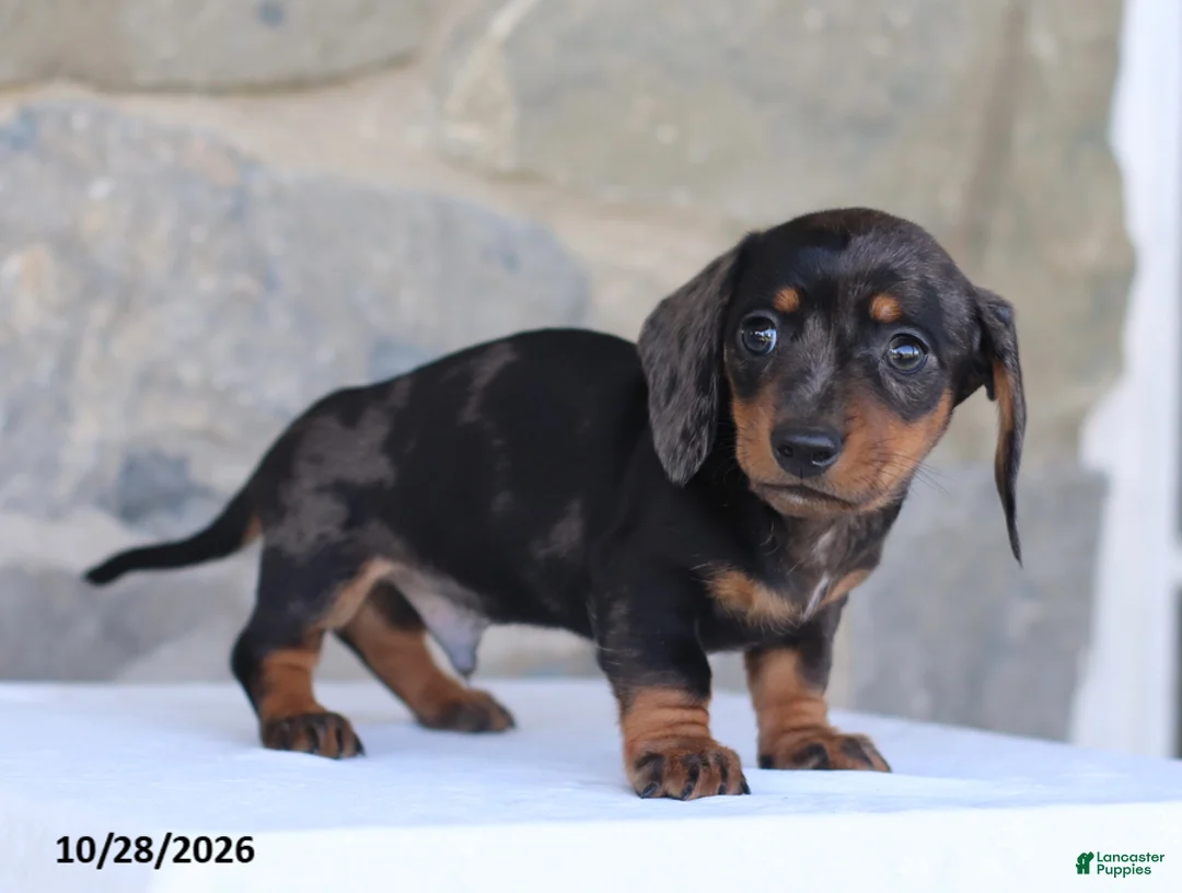 Dachshund dogs for sale: Elvis - Ad 1