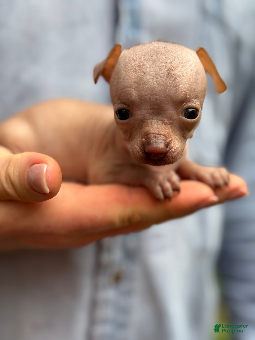 Mixed Breed dogs for sale: Cleopatra  - Ad 34