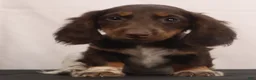 Dachshund dogs for sale: billy - Ad 6