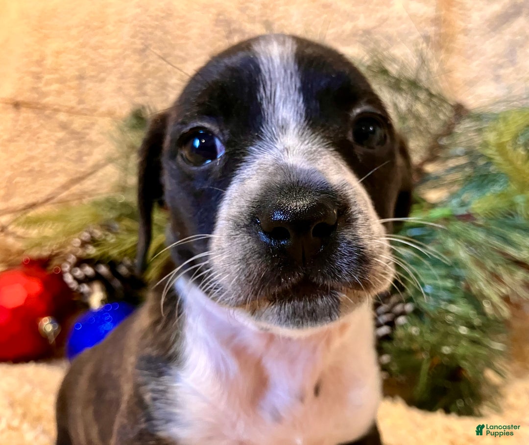 Mixed Breed dogs for sale: Lucy Love Ricardo - Ad 7