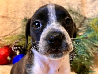 Mixed Breed dogs Lucy Love Ricardo - Ad 42