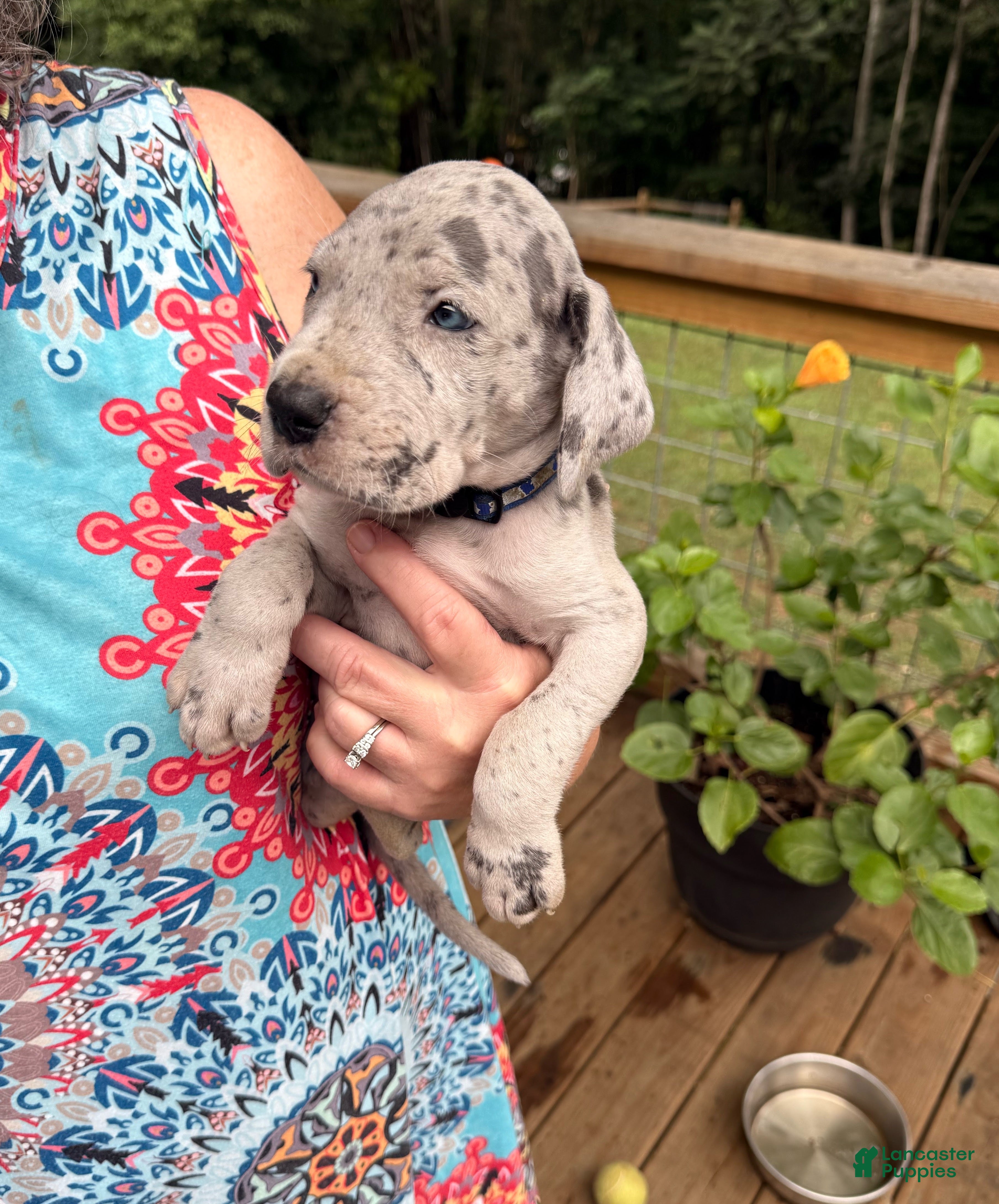 Great Dane dogs David Lee - Ad 2