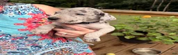 Great Dane dogs for sale: David Lee - Ad 2