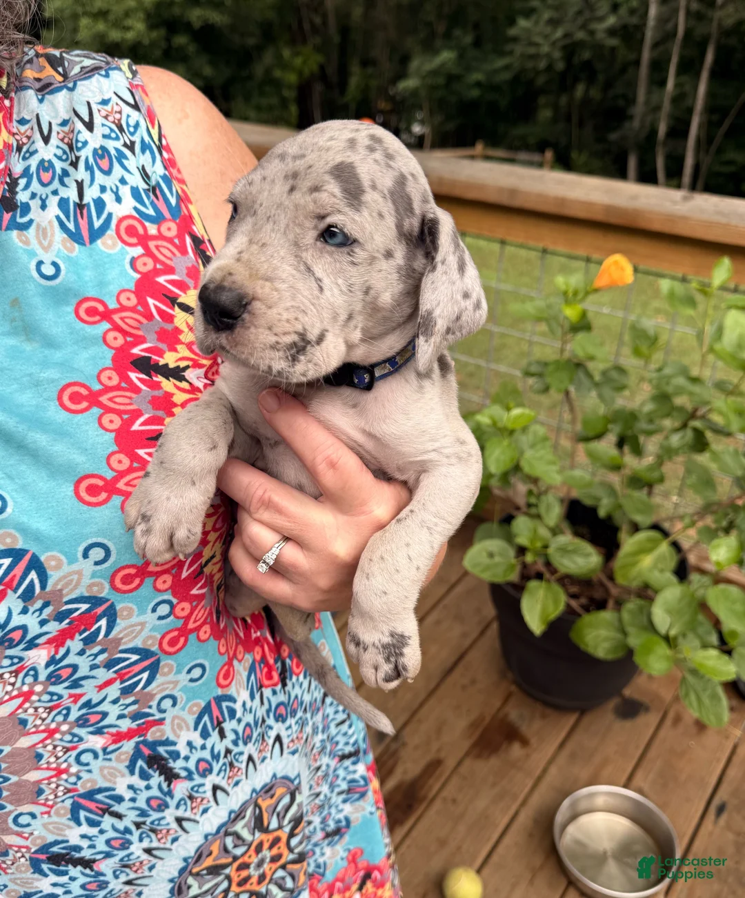 Great Dane dogs for sale: David Lee - Ad 2