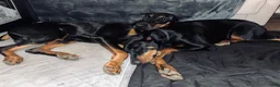 Doberman Pinscher dogs for sale: Green Collar Dobie - Ad 17
