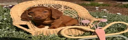 Dachshund dogs for sale: Violet - Ad 13