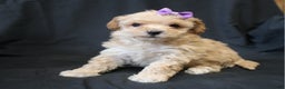 Bichpoo dogs for sale: Betty - Ad 1