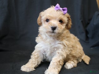 Bichpoo dogs Betty - Ad 20