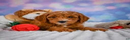 Mini Goldendoodle dogs for sale: Aspen - Ad 5