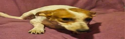 Chihuahua dogs for sale: Princess "T-Cup" - Ad 14