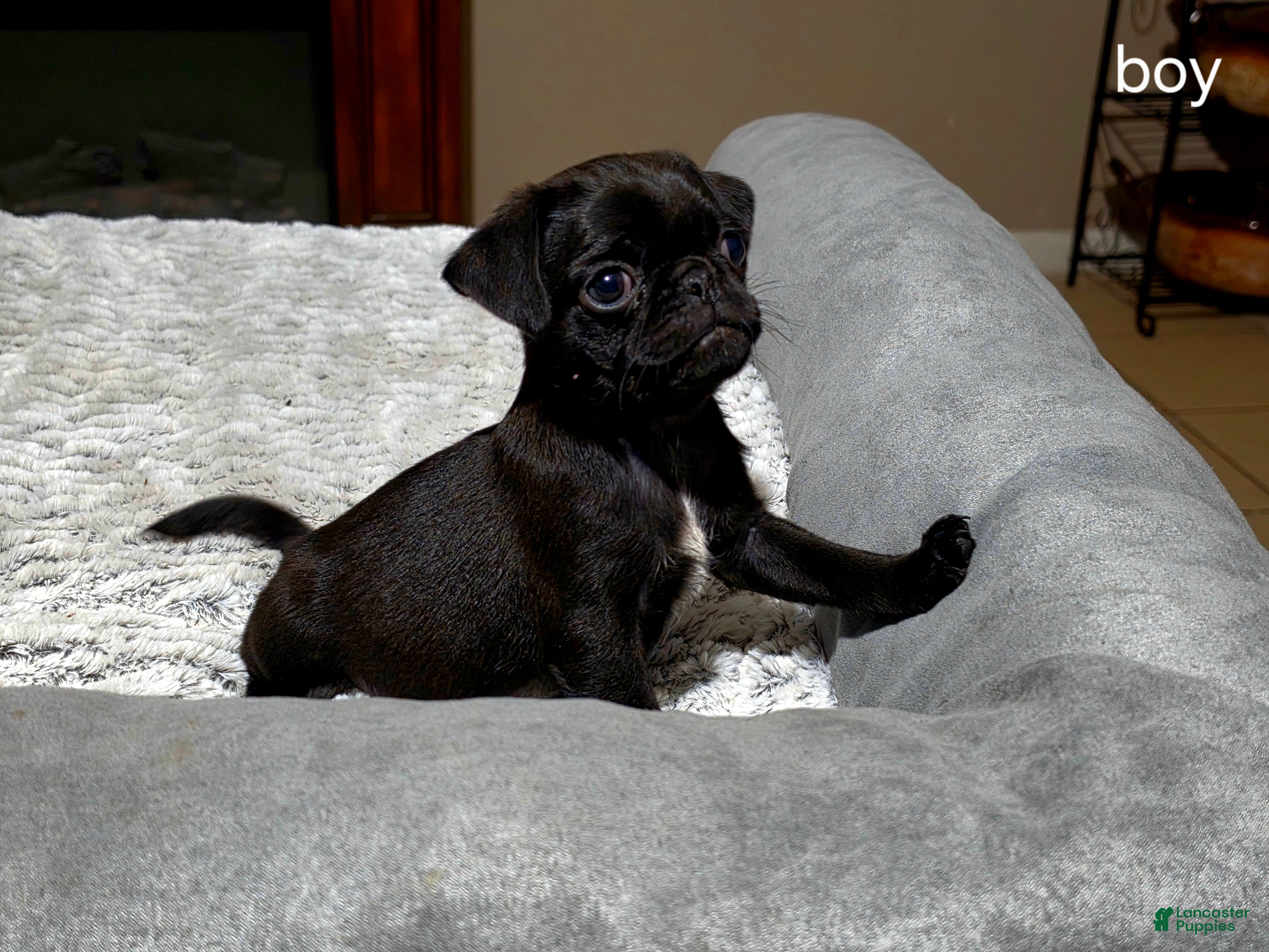 Pug dogs Pug Puppy 1 - Ad 20