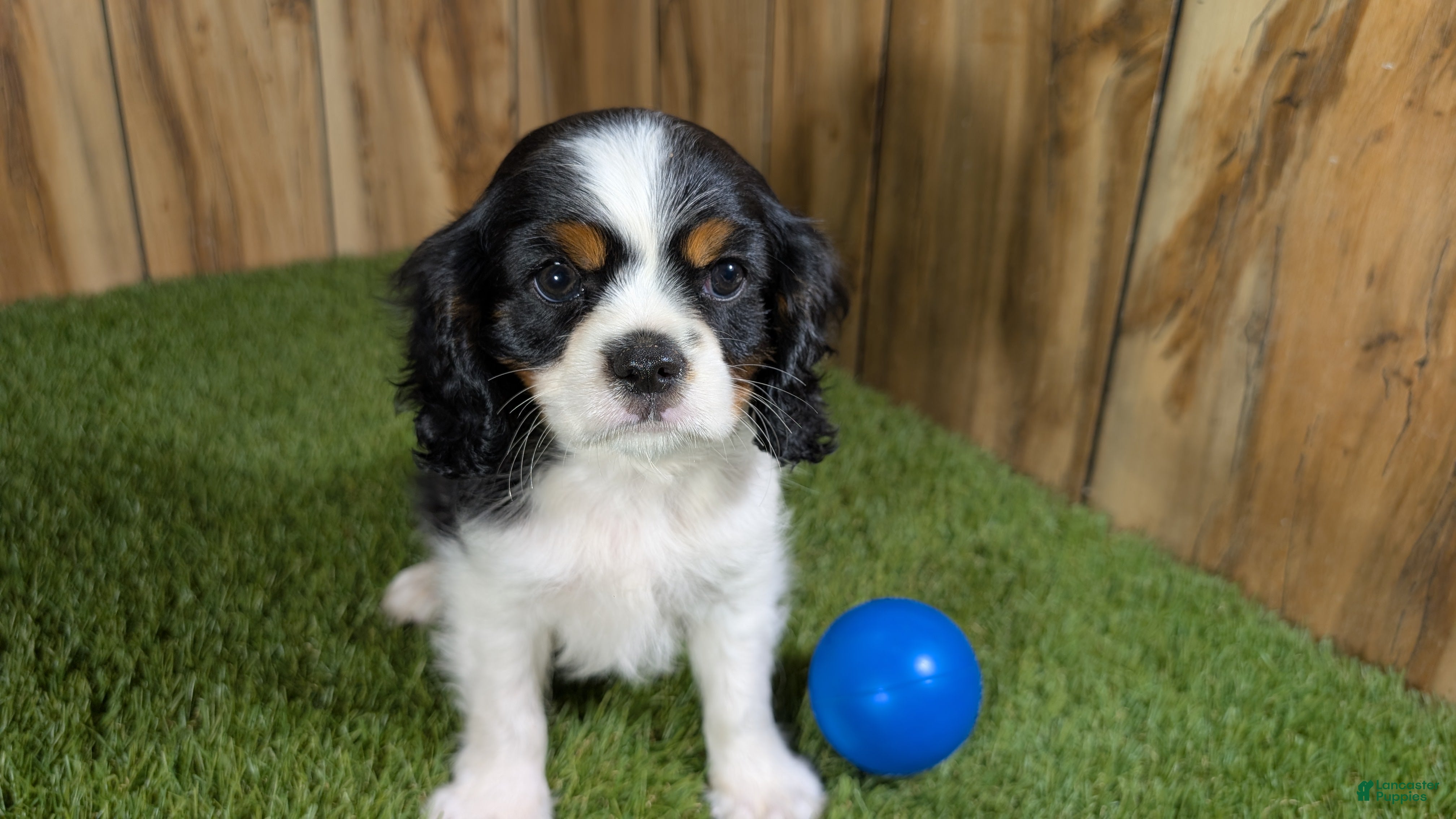 Cavalier King Charles Spaniel dogs Gracie Boy 1 - Ad 1