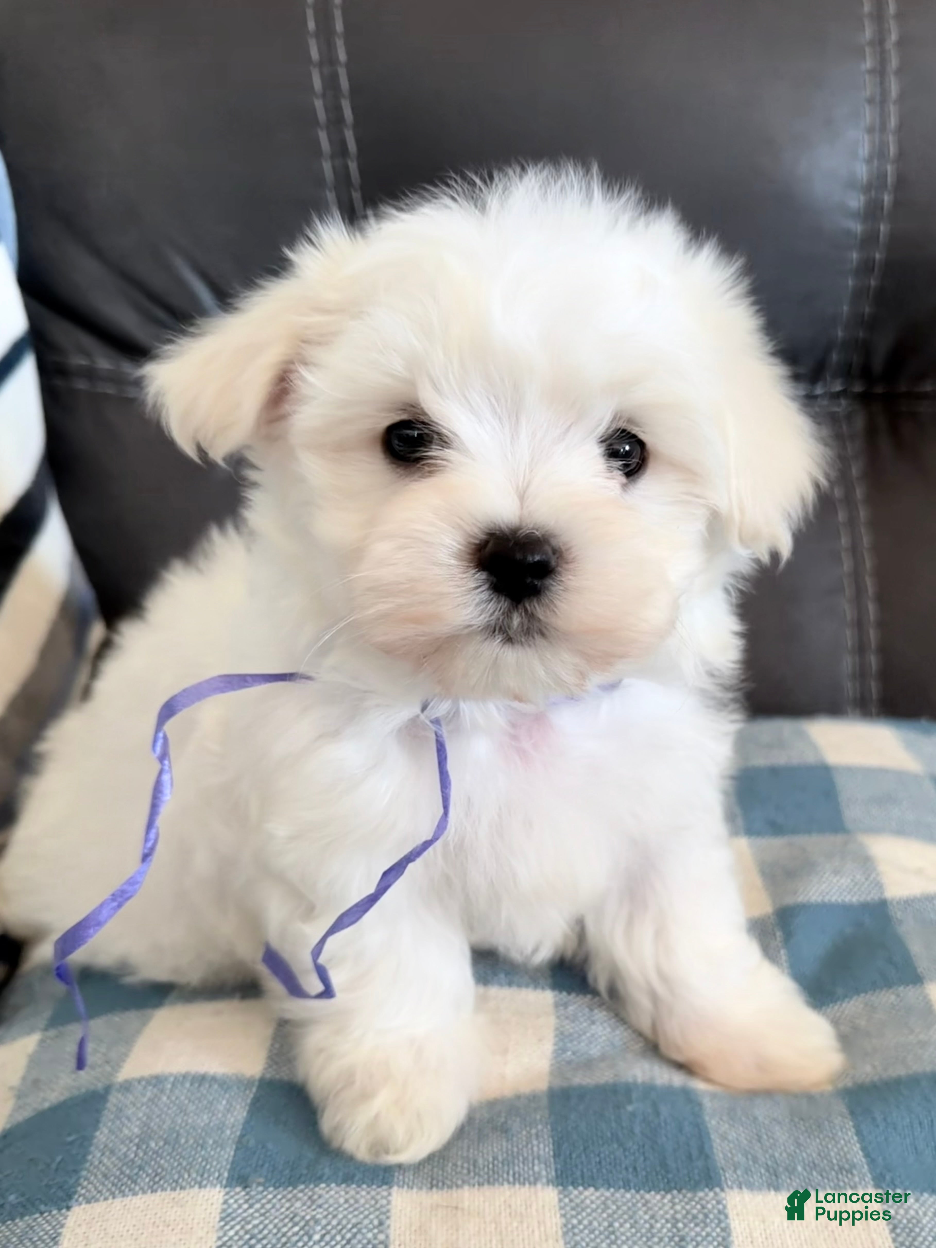 Maltese dogs Maltese Puppy 3 - Ad 6