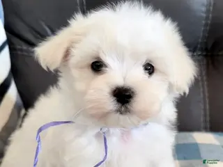 Maltese dogs Maltese Puppy 3 - Ad 6