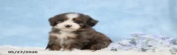 Mini Bernedoodle dogs for sale: Warrior - Ad 3