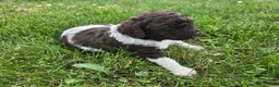Newfypoo dogs for sale: Mr. Pibb - Ad 4