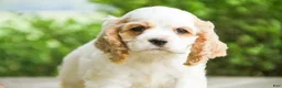 Cocker Spaniel dogs for sale: Ash Cocker Spaniel  - Ad 4