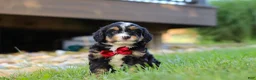 Mini Bernedoodle dogs for sale: Wolverine - Ad 3