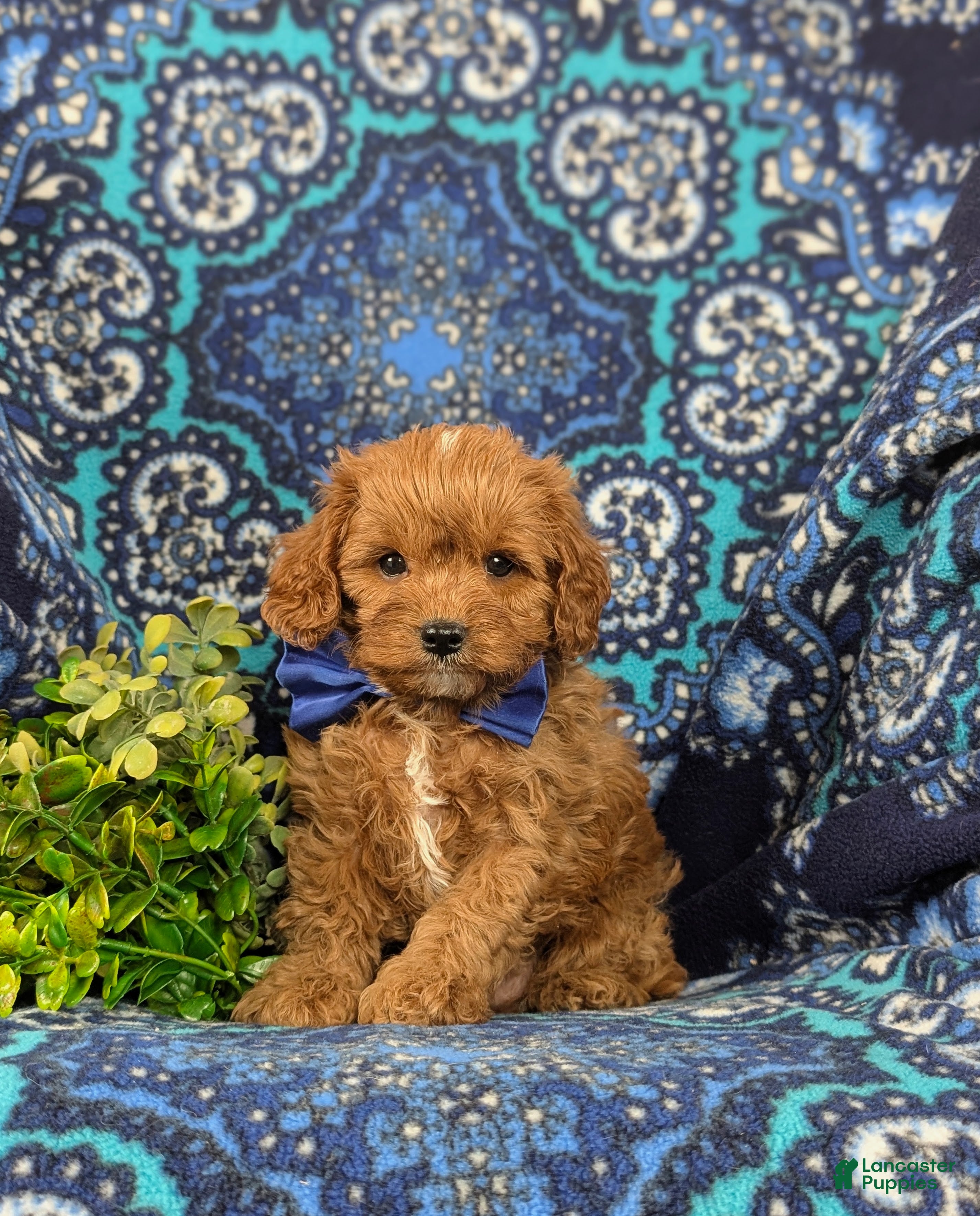 Cavapoo dogs Everett - Ad 1