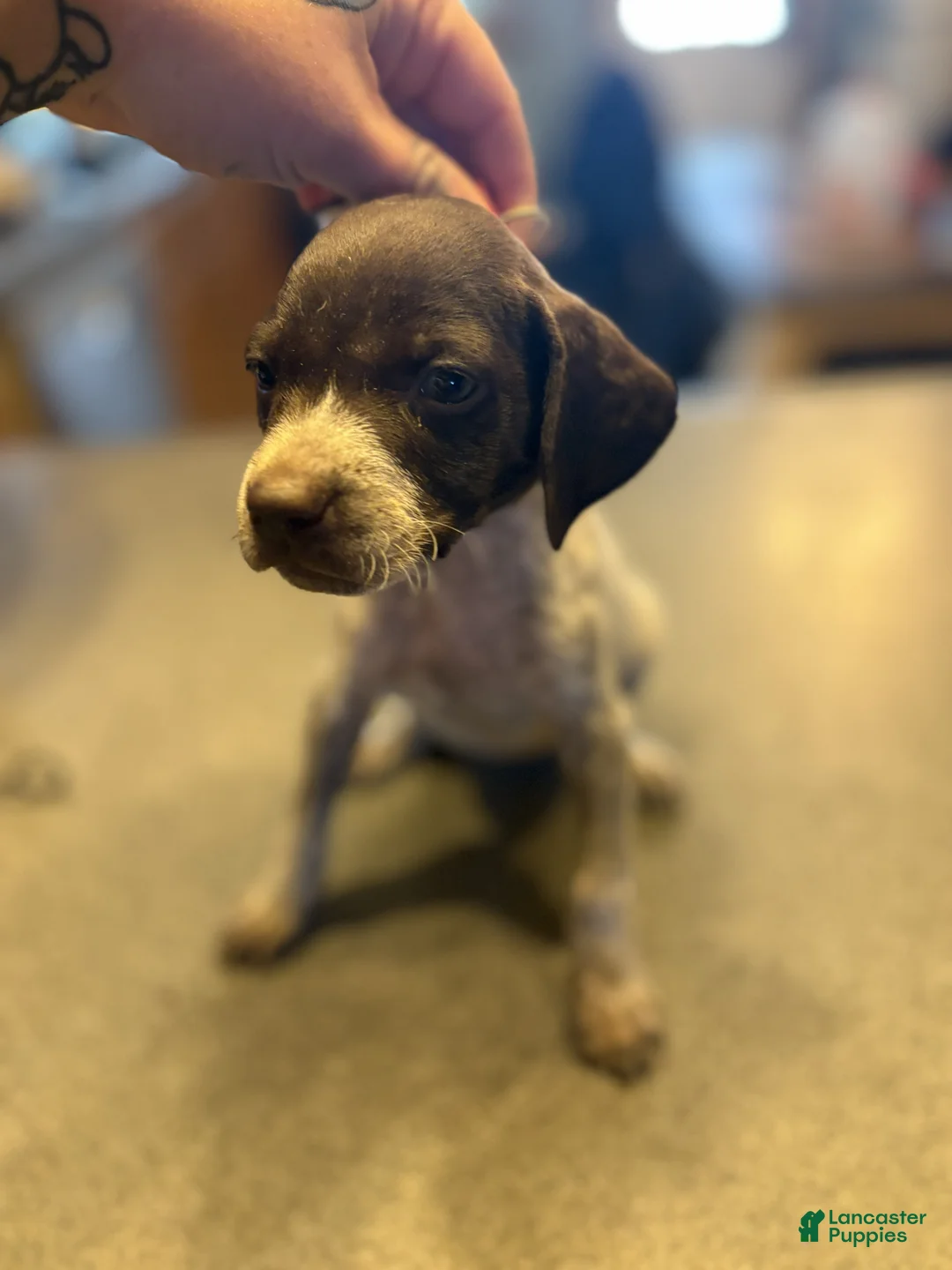 German Shorthaired Pointer dogs for sale: Rosie - Ad 1
