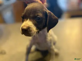 German Shorthaired Pointer dogs Rosie - Ad 5