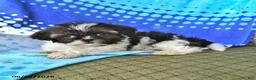 Shih Tzu dogs for sale: Mary - Ad 5