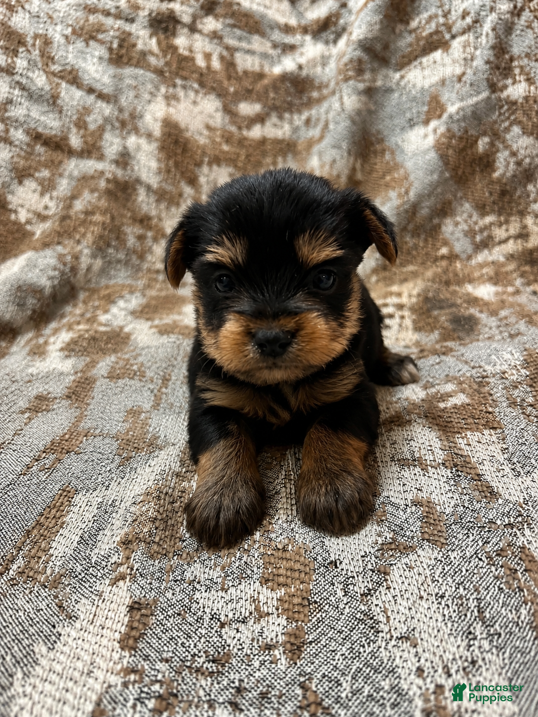 Yorkshire Terrier dogs Yorkshire Terrier 2 - Ad 19