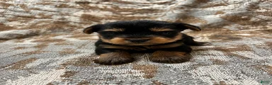 Yorkshire Terrier 2