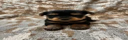 Yorkshire Terrier dogs for sale: Yorkshire Terrier 2 - Ad 1