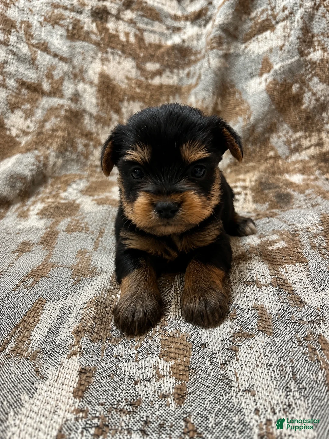 Yorkshire Terrier dogs for sale: Yorkshire Terrier 2 - Ad 1